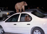 1255942813_big_424906_cars_interesting_animals.jpeg