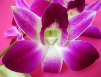 orchid2.jpg