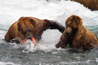 bears_pictured_fishing_in_alaska_04.jpeg